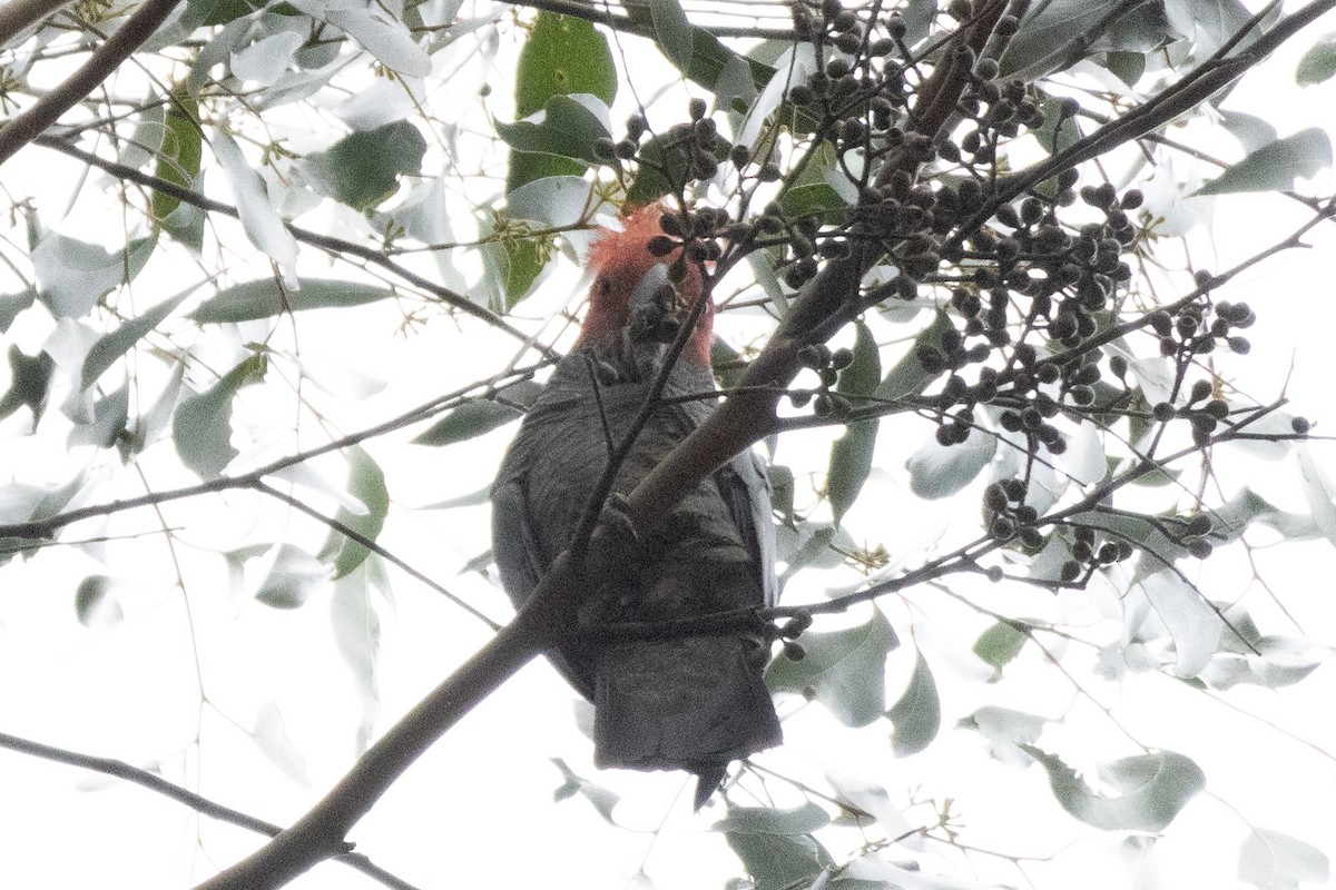 hjelmkakadu - ML645703687