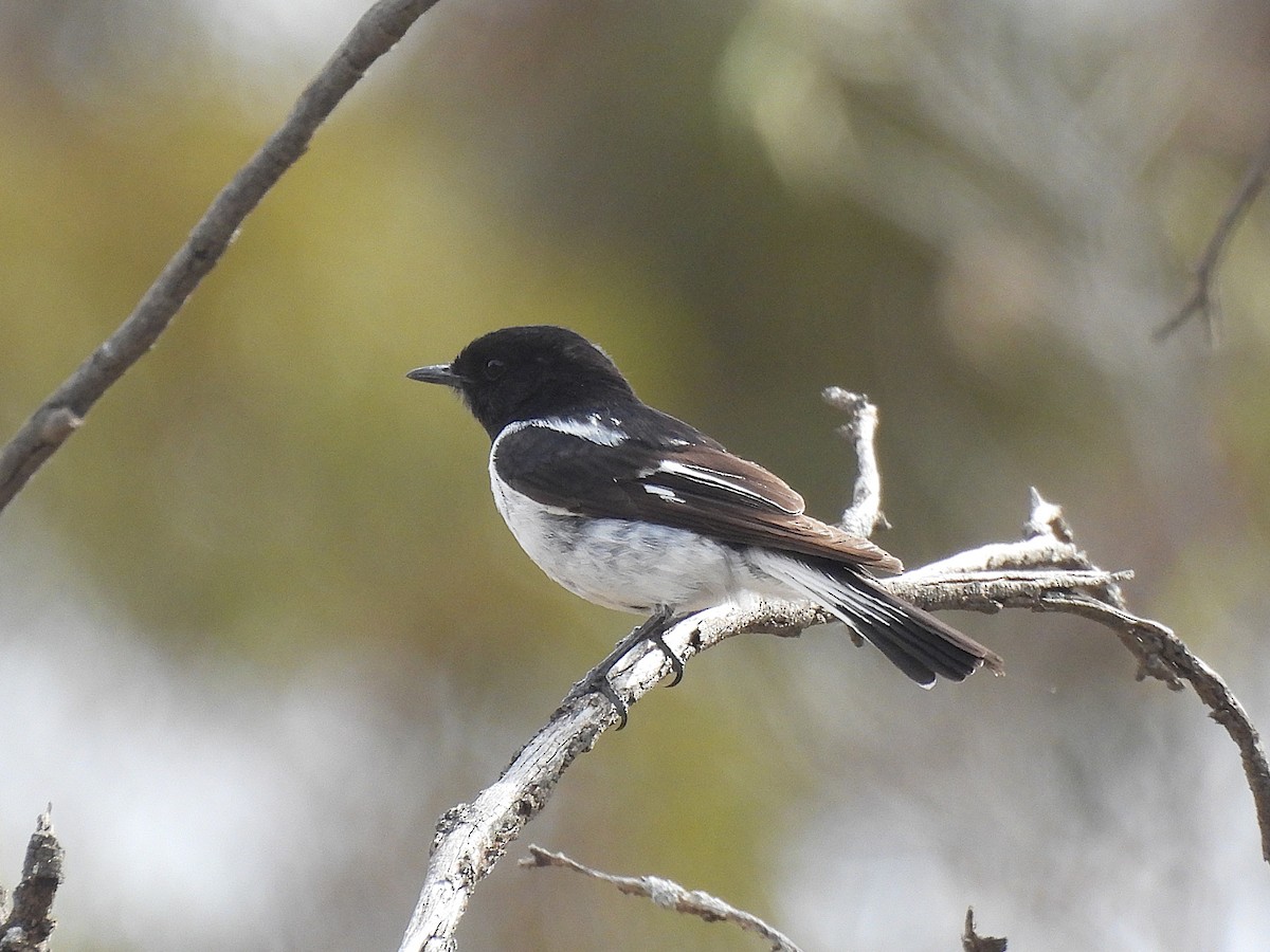 kutteflueskvett - ML645703688