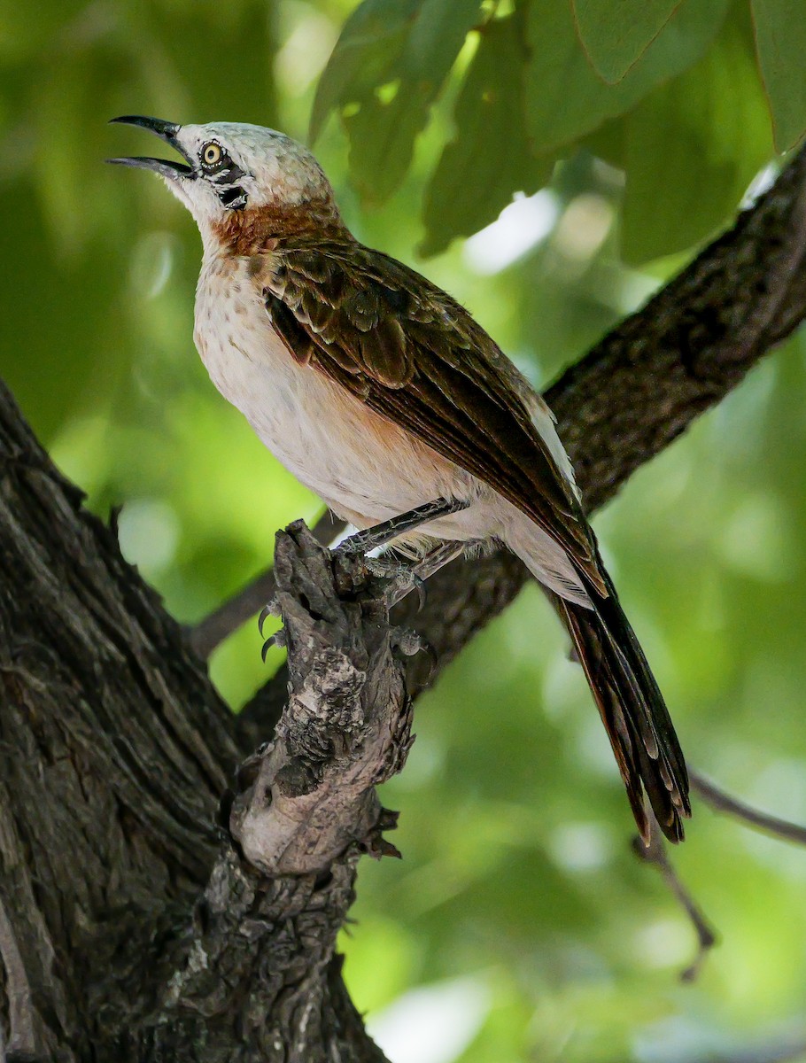 nakenkinnskriketrost - ML645703689