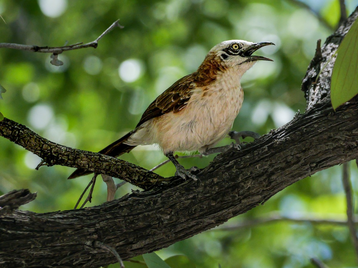 nakenkinnskriketrost - ML645703690