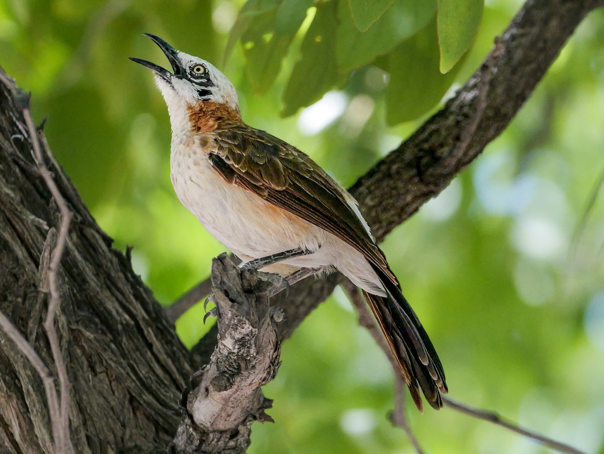 nakenkinnskriketrost - ML645703691