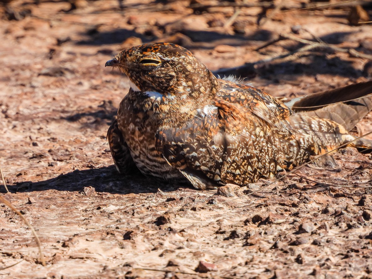 tussenatthauk - ML645703696