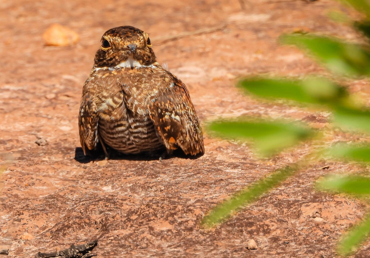 tussenatthauk - ML645703697