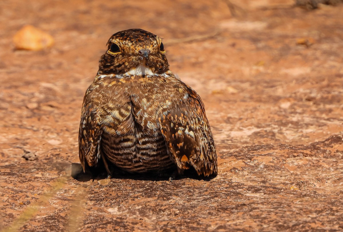 tussenatthauk - ML645703698