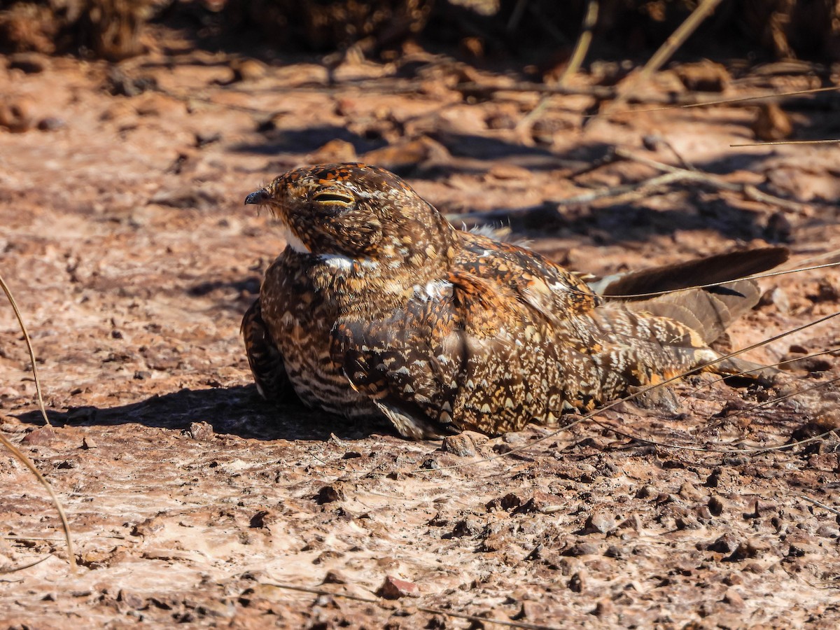 tussenatthauk - ML645703699