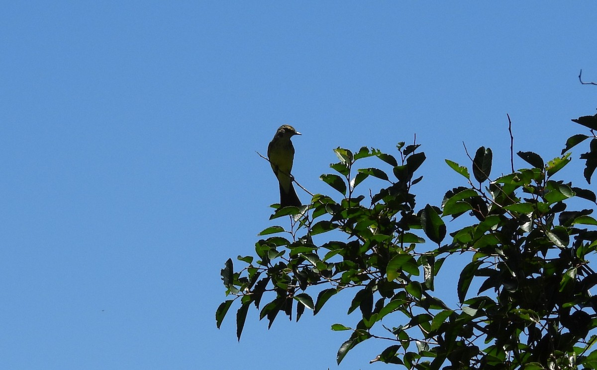 Tropical Kingbird - ML645703704