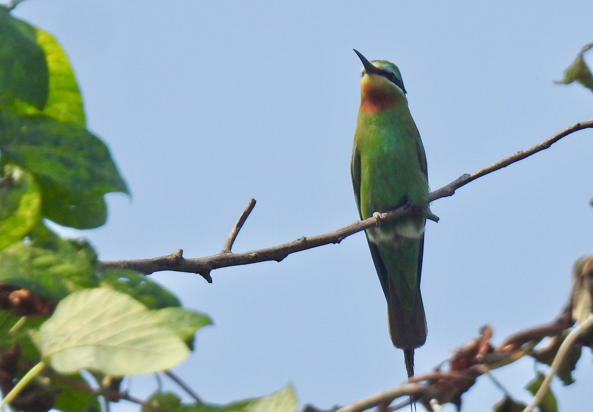 Blue-cheeked Bee-eater - ML645703705