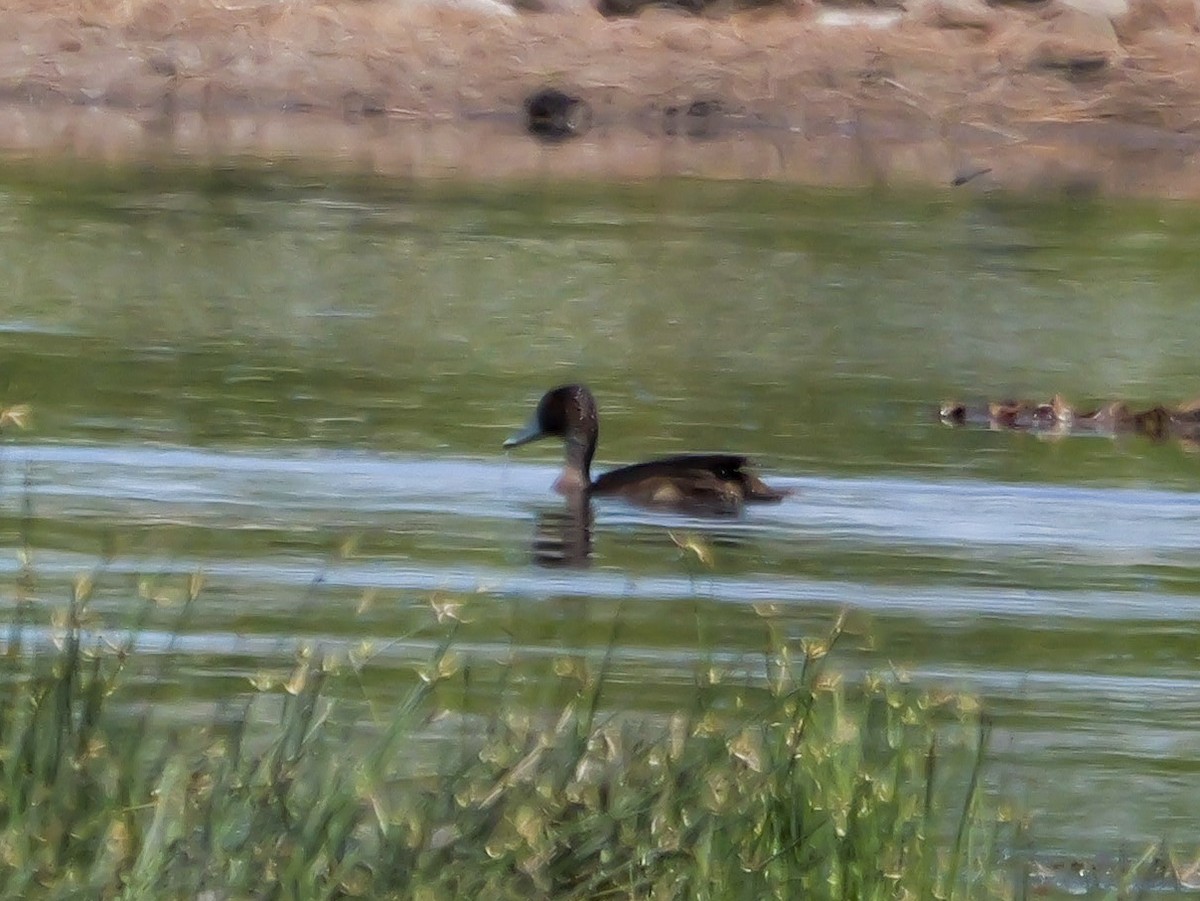 Southern Pochard - ML645703707