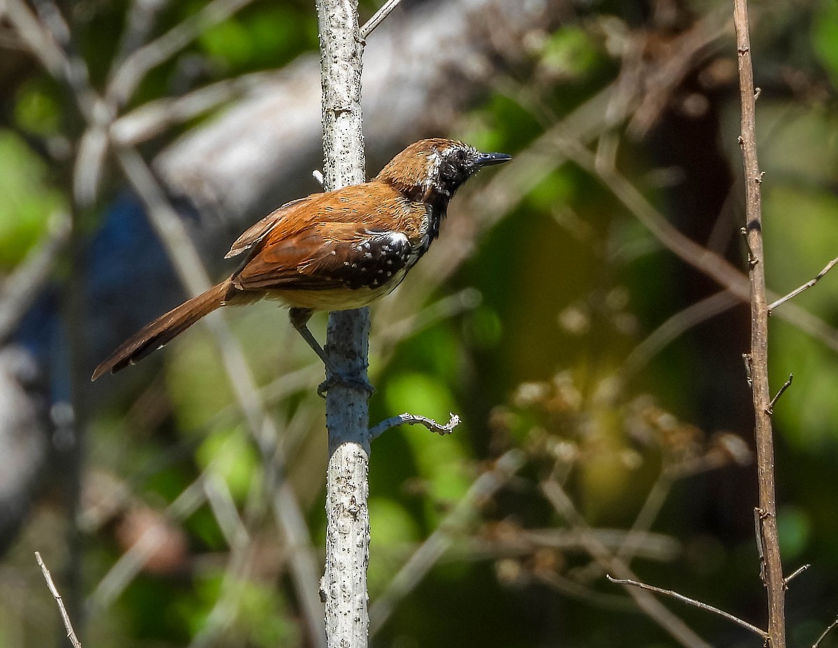 Ржавчатый муравьелов - ML645703709