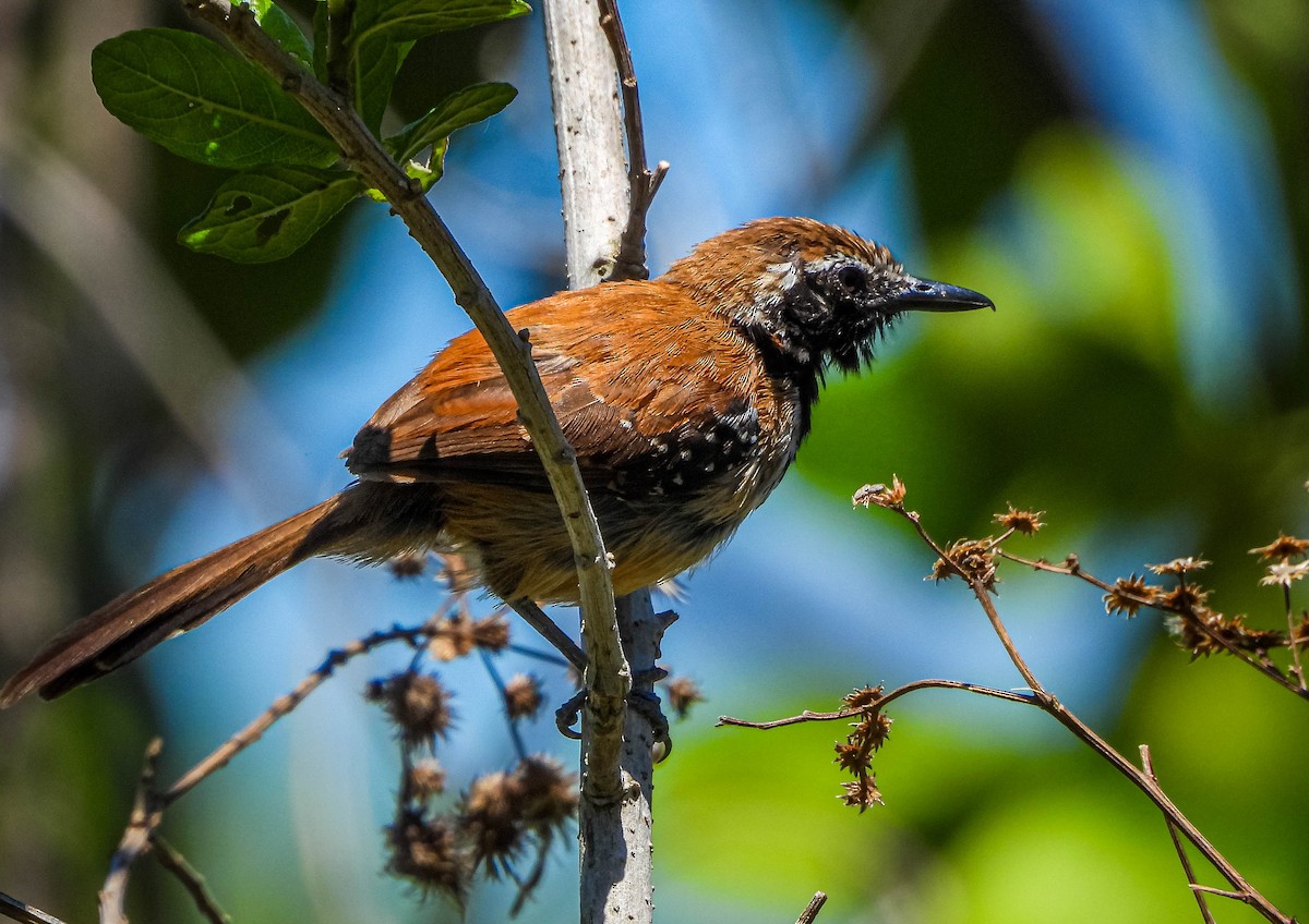 Ржавчатый муравьелов - ML645703710