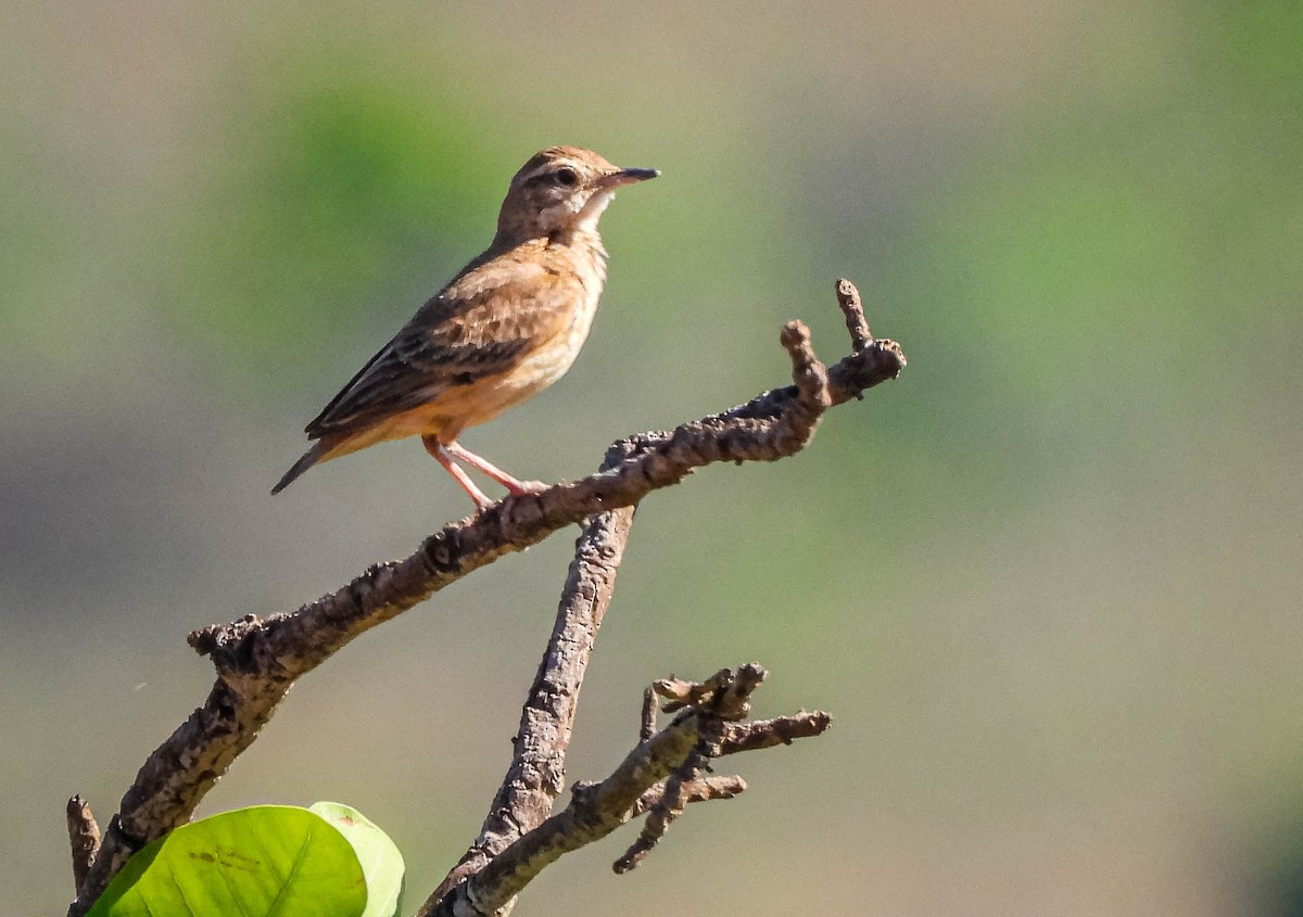 Campo Miner - ML645703713