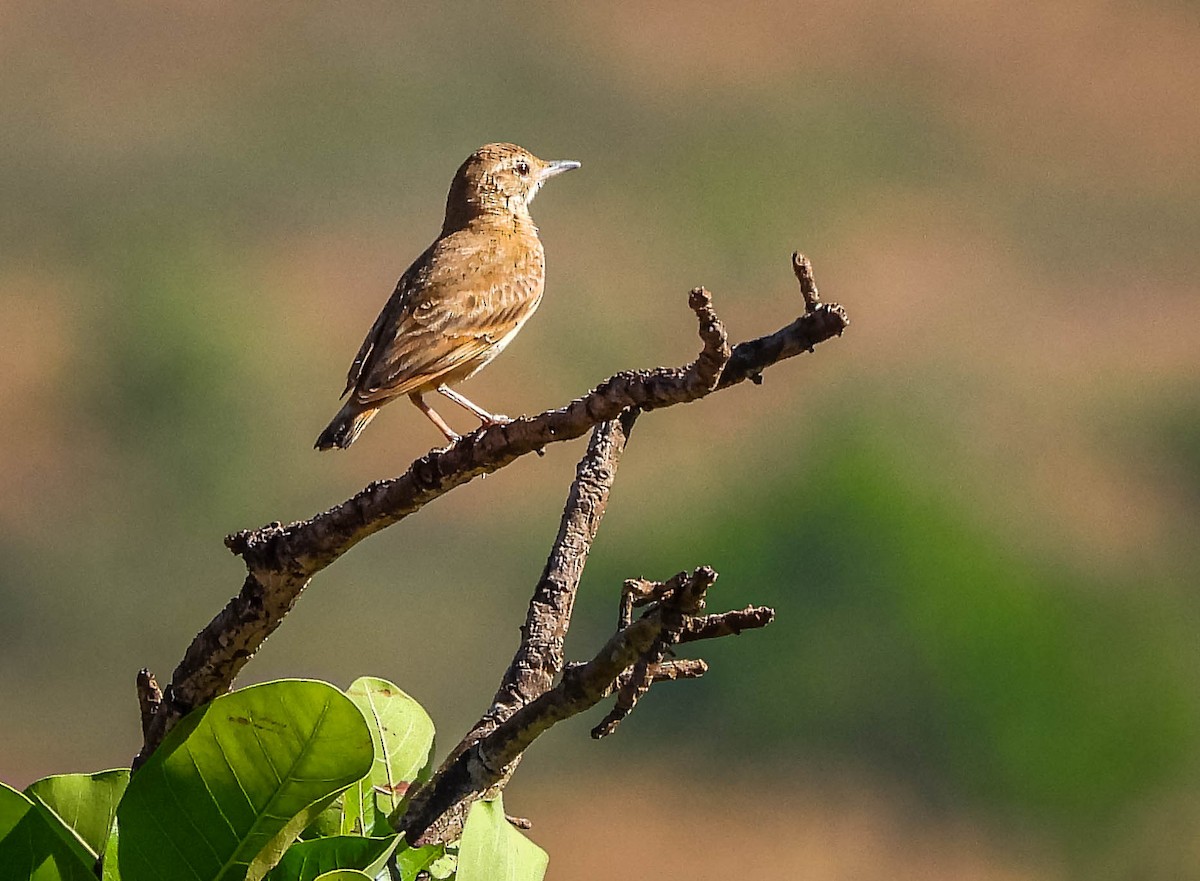 Campo Miner - ML645703714