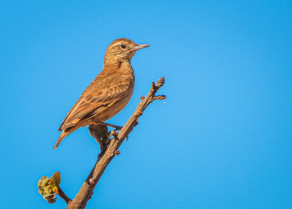 Campo Miner - ML645703715