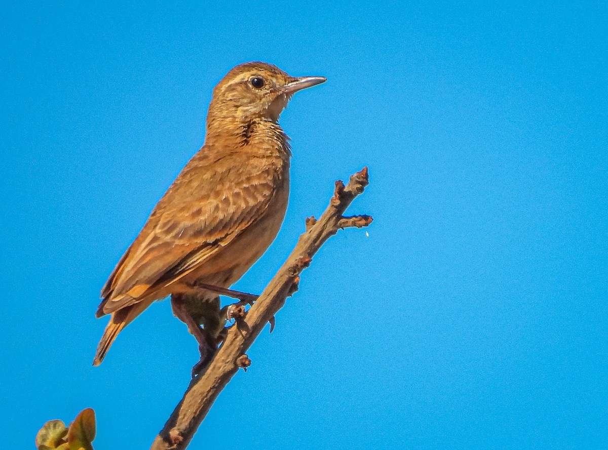 Campo Miner - ML645703716