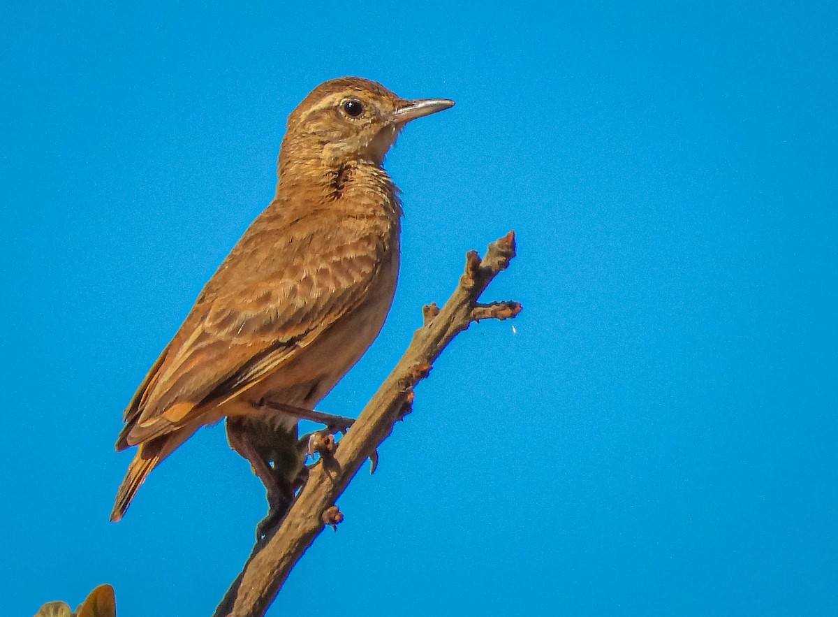 Campo Miner - ML645703717