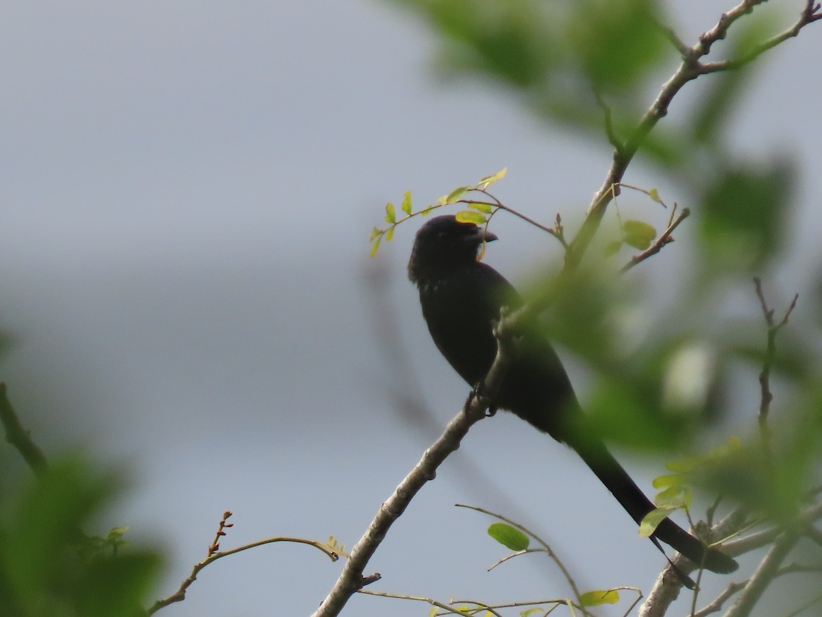 drongo černý - ML645703727