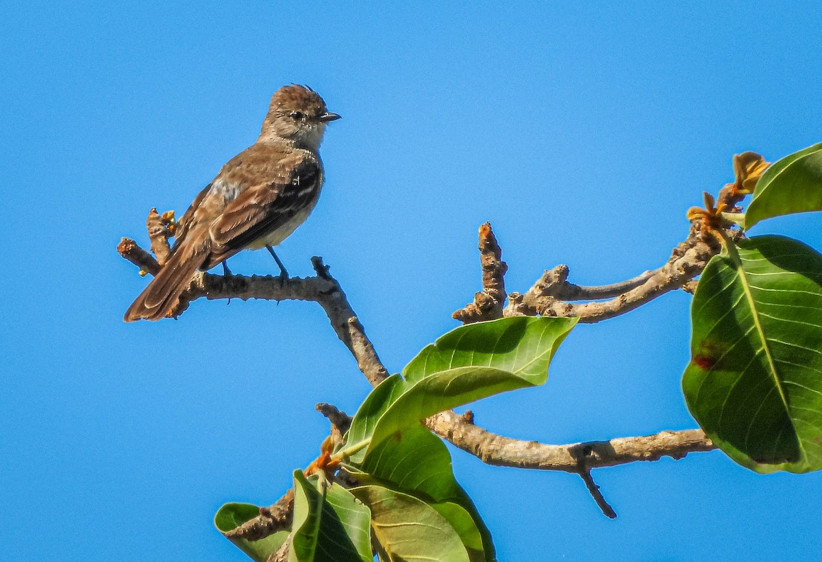 Southern Scrub-Flycatcher - ML645703728
