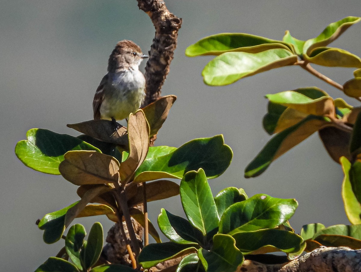 Southern Scrub-Flycatcher - ML645703729