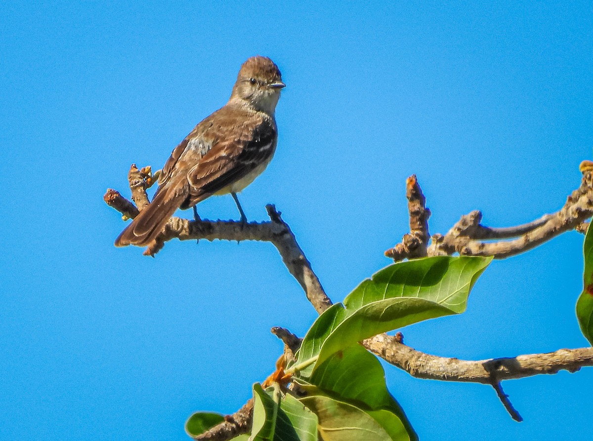 Southern Scrub-Flycatcher - ML645703730