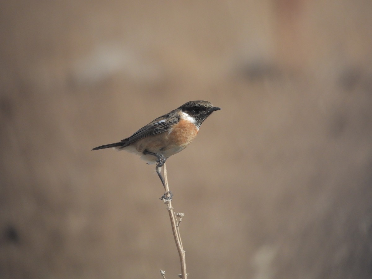 European Stonechat - ML645703731
