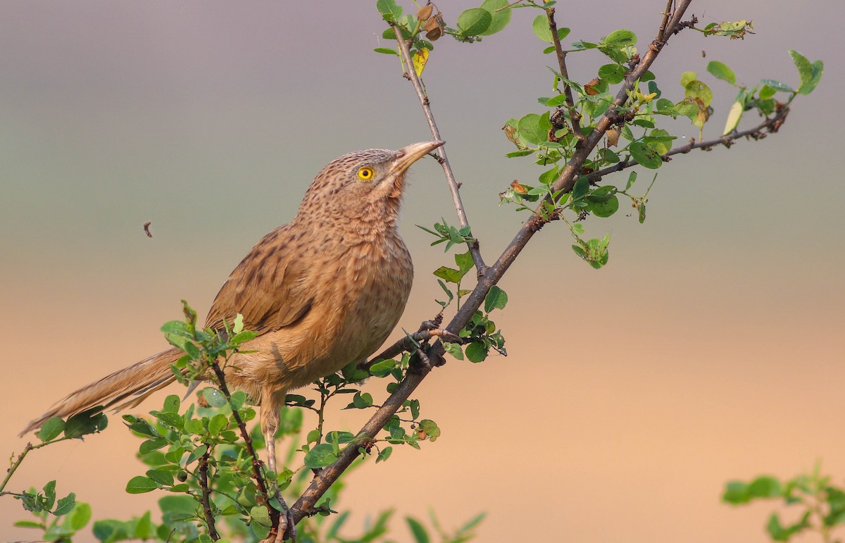 Striated Babbler - ML645703741