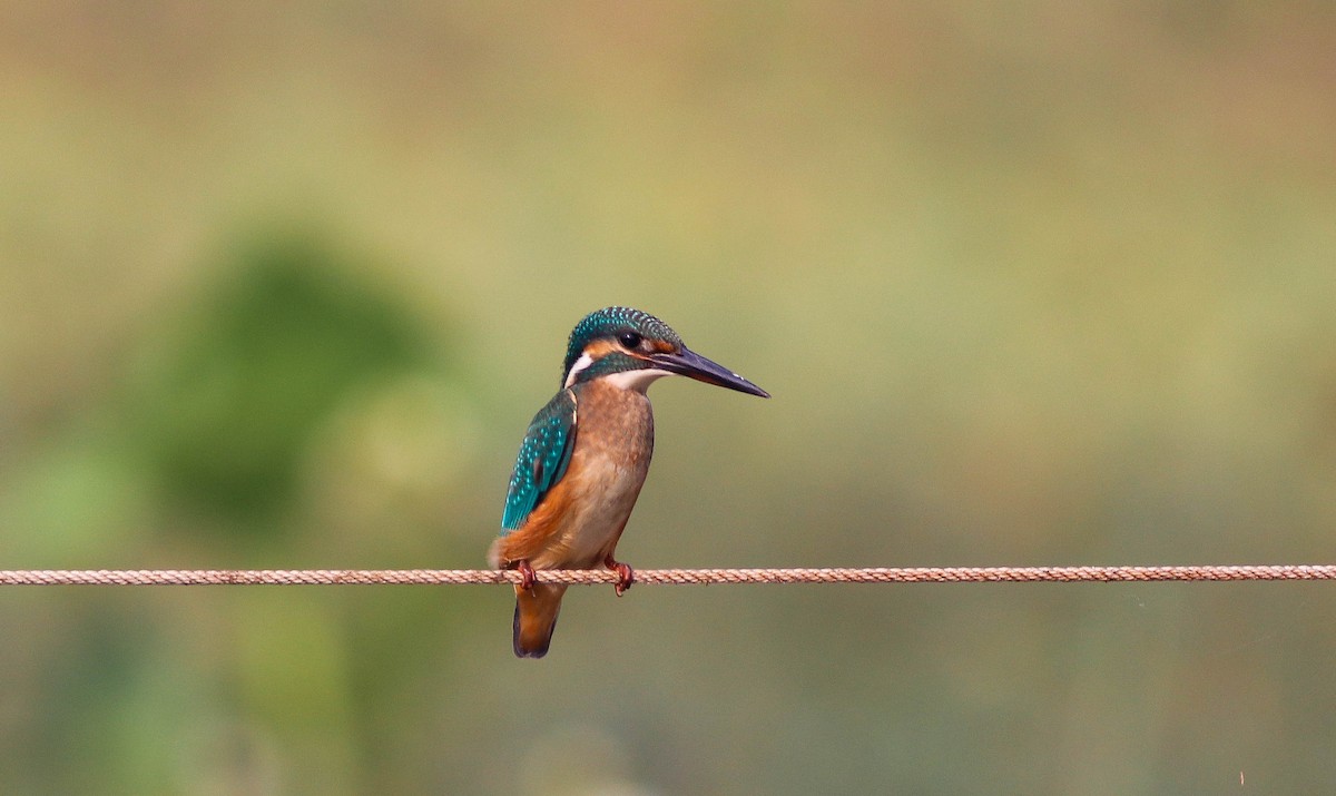 翠鳥 - ML645703747