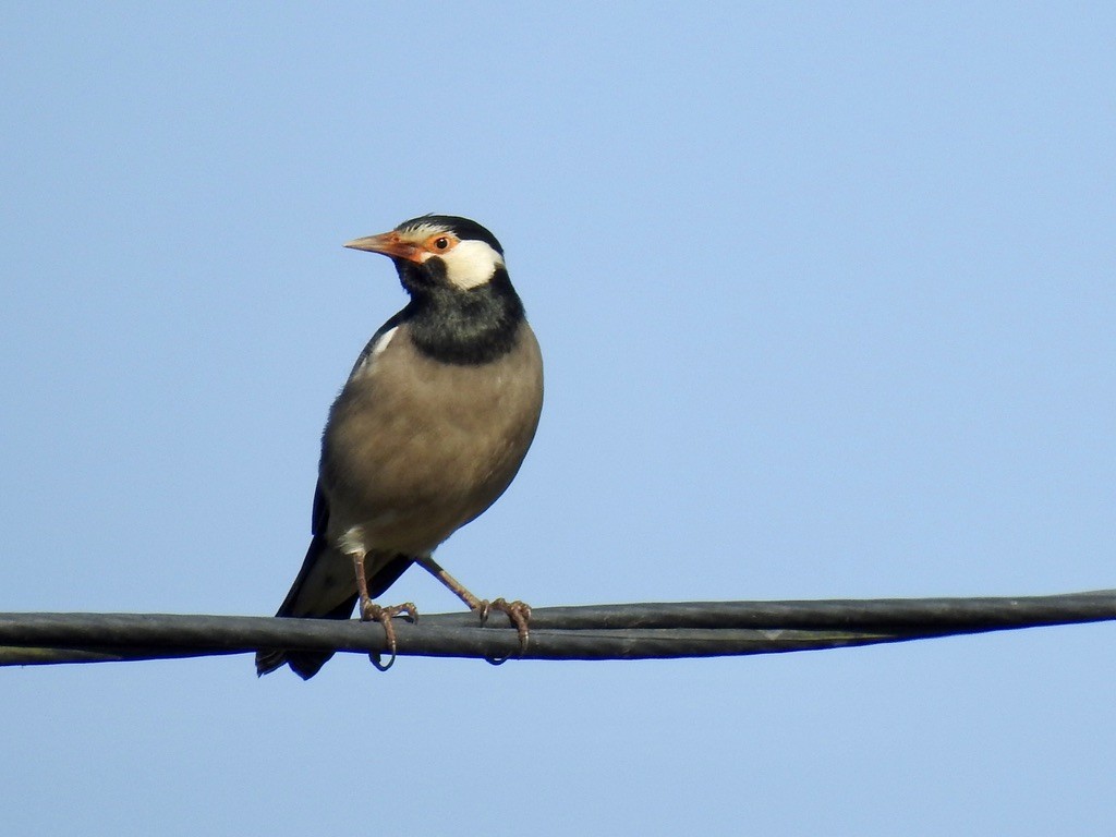 Indian Pied Starling - ML645703753