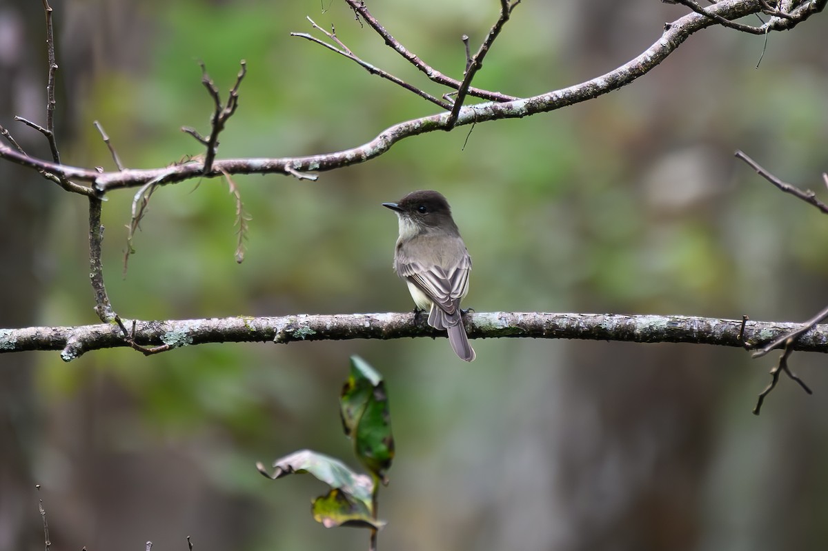 Eastern Phoebe - ML645703754