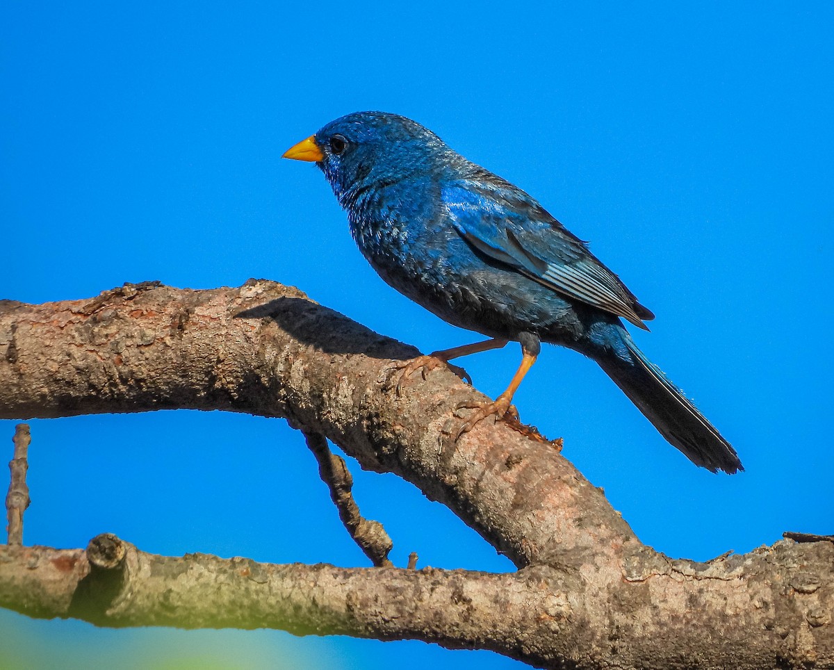 Blue Finch - ML645703757