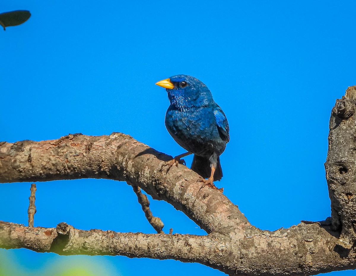 Blue Finch - ML645703758