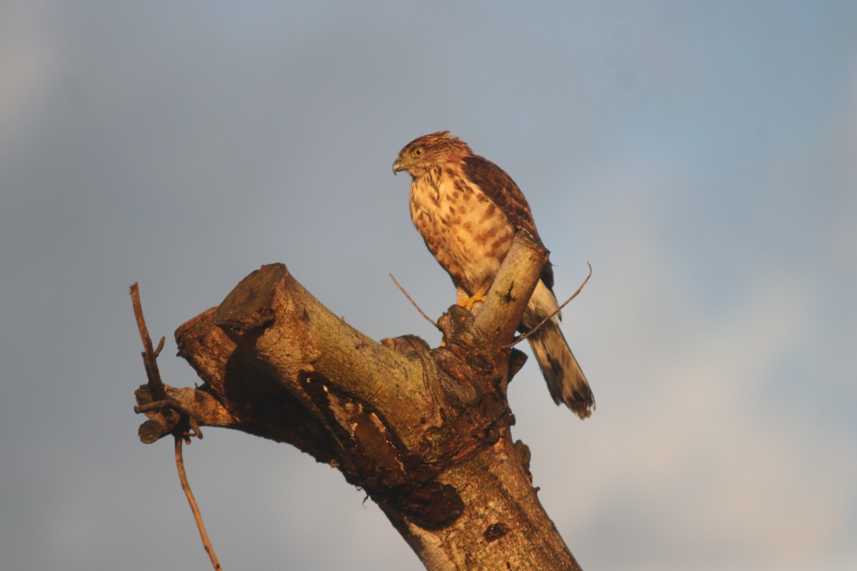 Crested Goshawk - ML645703759
