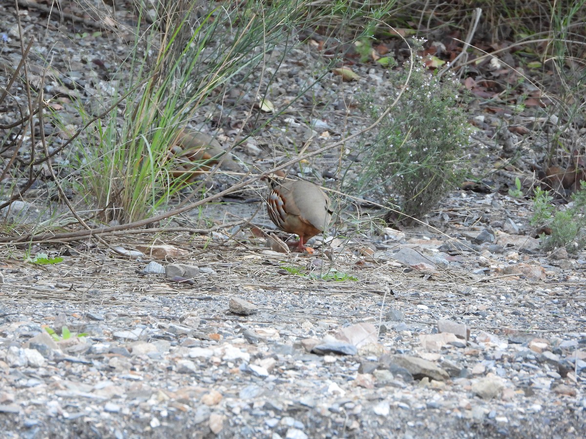 Red-legged Partridge - ML645703764