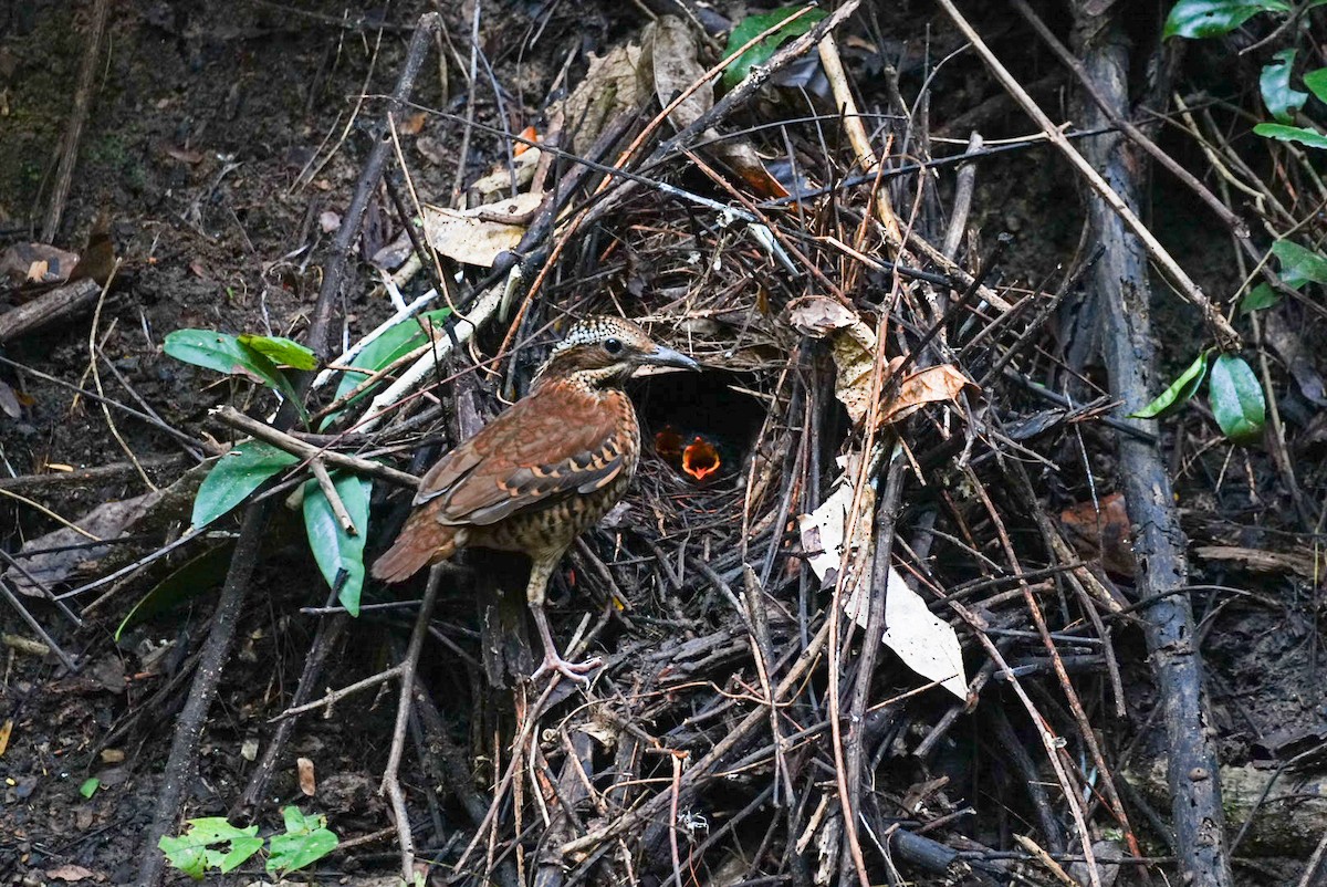 Eared Pitta - ML645703766