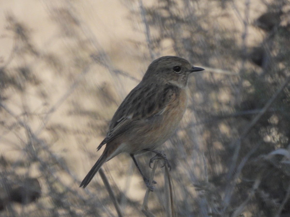 European Stonechat - ML645703769