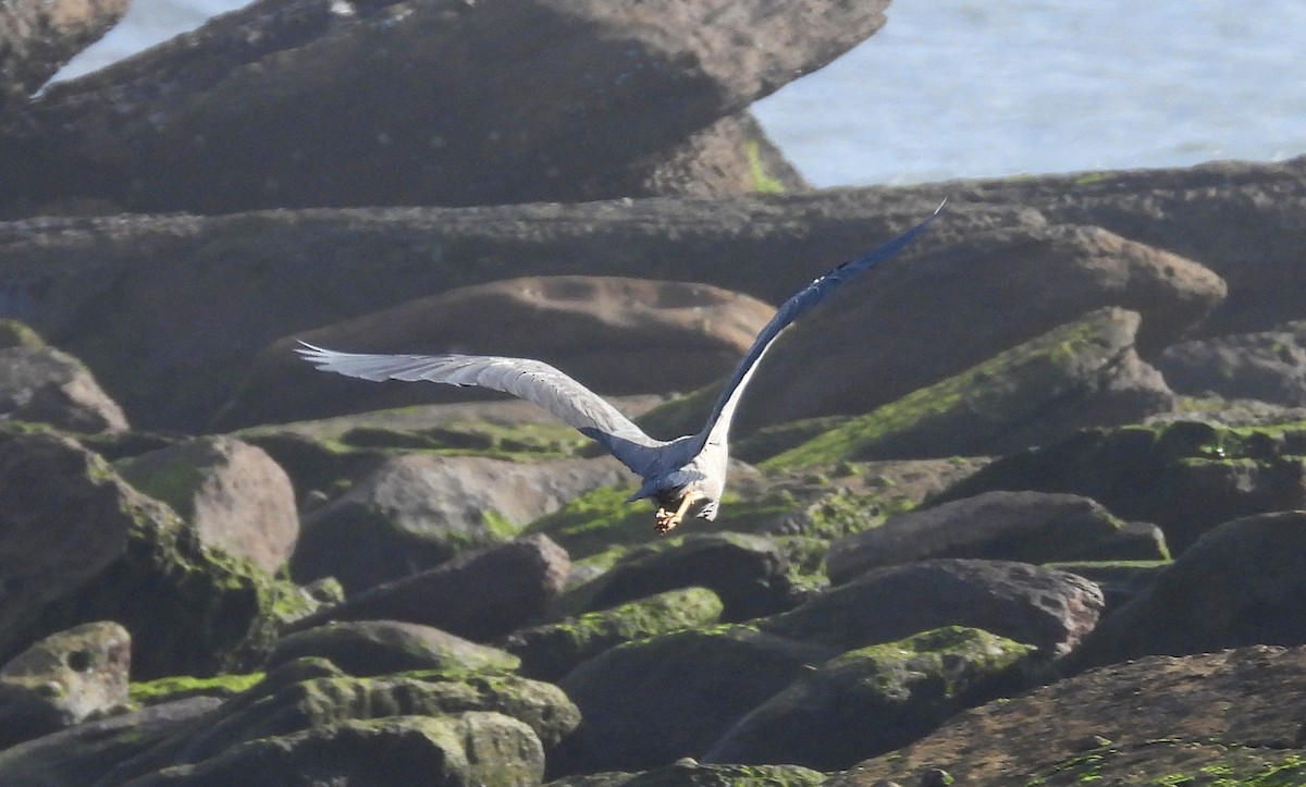 White-faced Heron - ML645703786