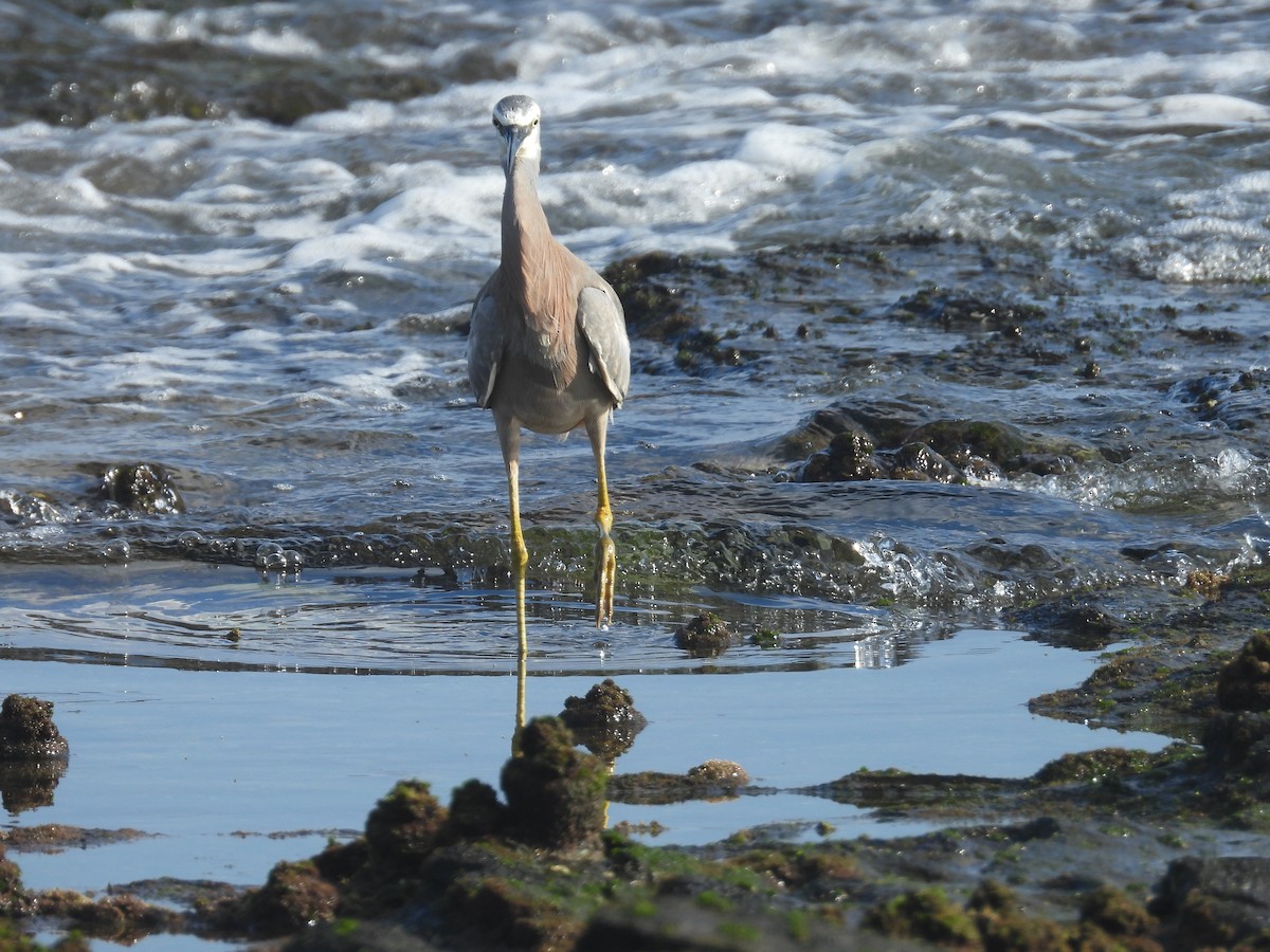 White-faced Heron - ML645703787