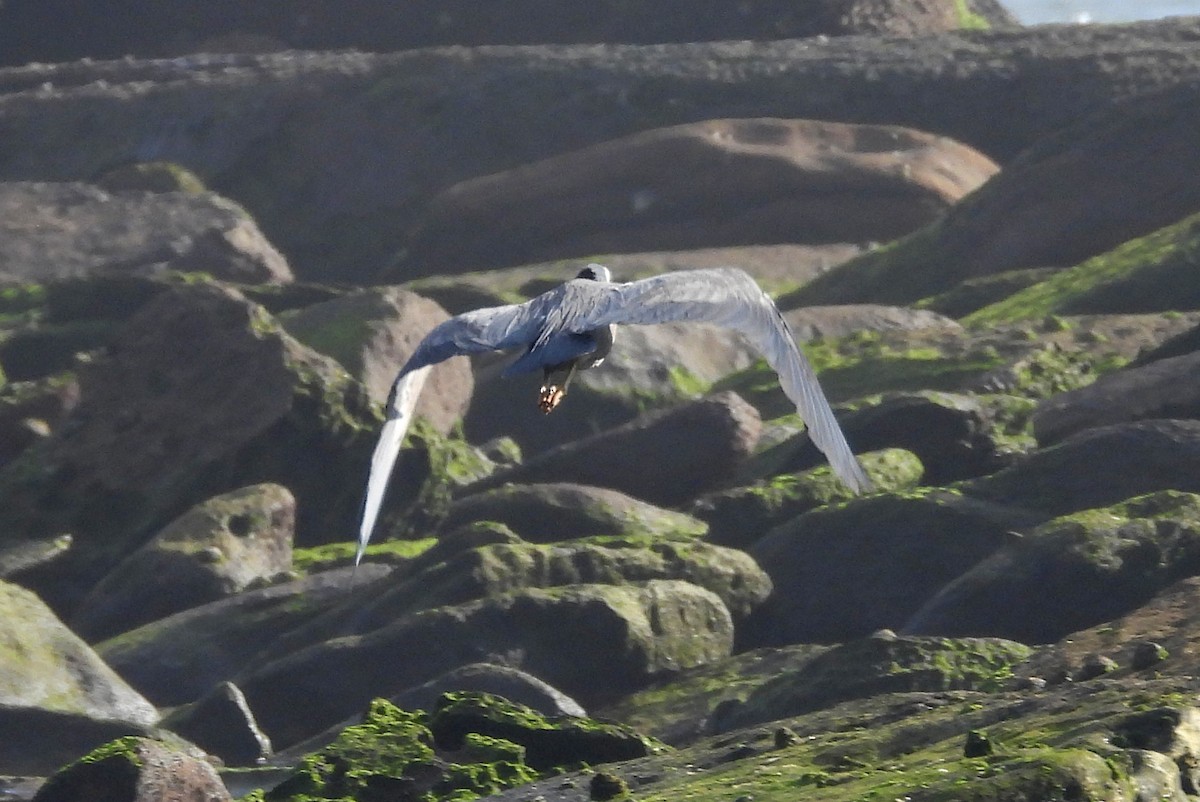 White-faced Heron - ML645703788