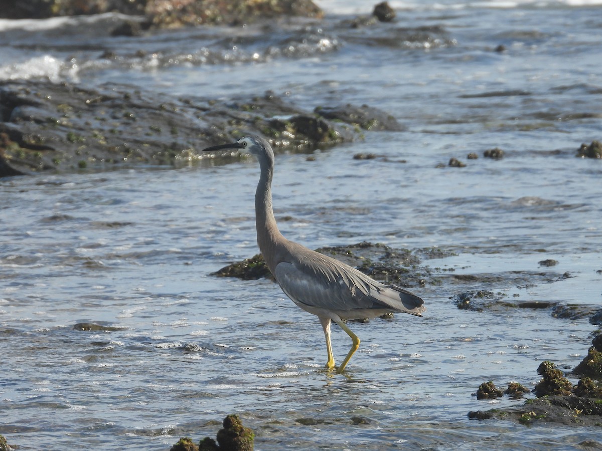 White-faced Heron - ML645703789