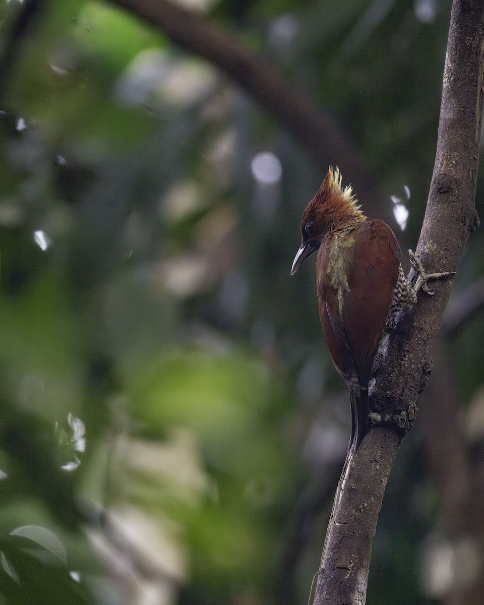 žluna suříková - ML645703798