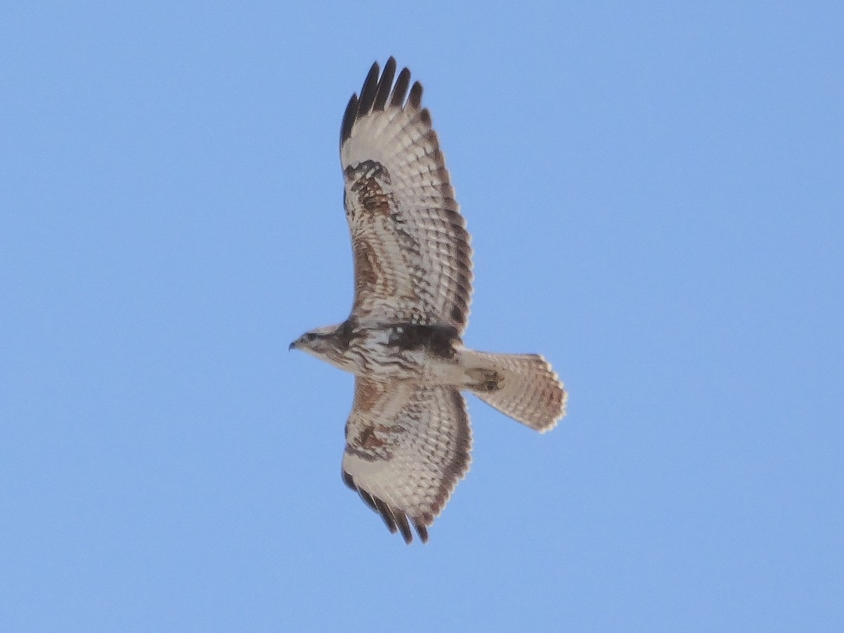 Common Buzzard - ML645703800