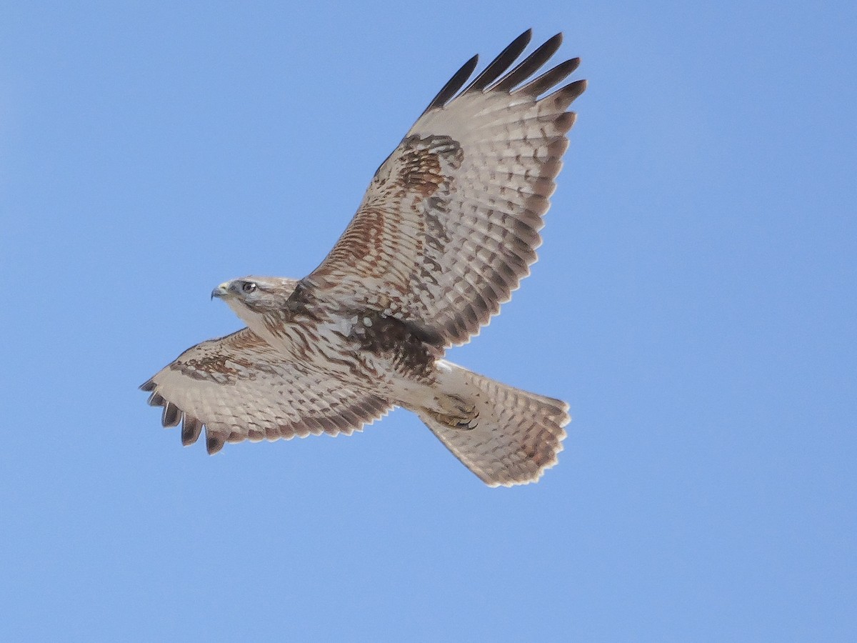 Common Buzzard - ML645703801
