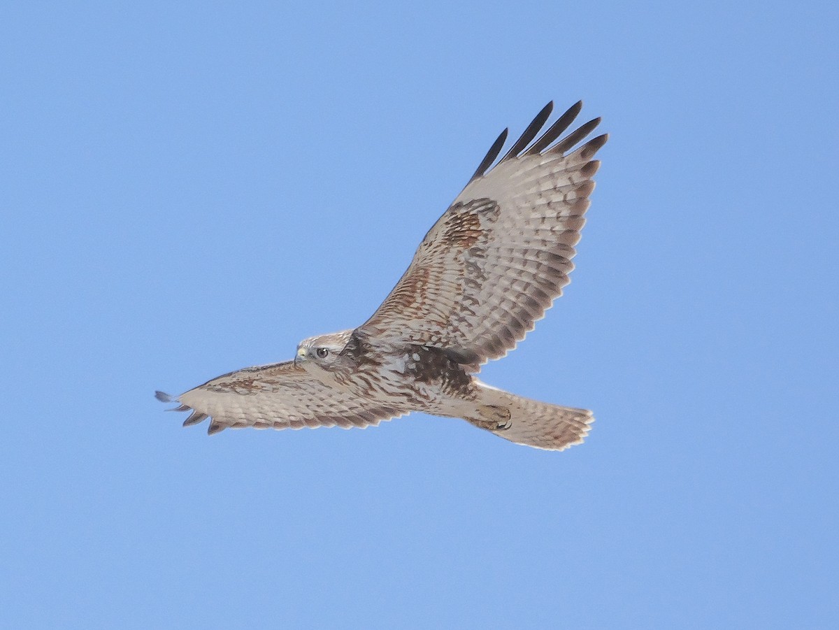Common Buzzard - ML645703802