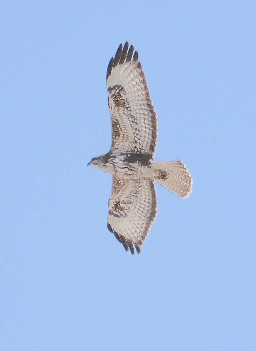 Common Buzzard - ML645703803