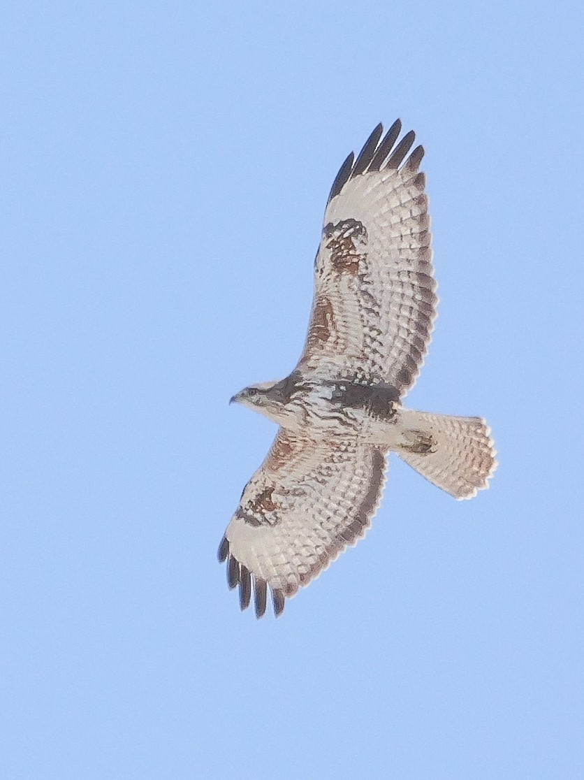 Common Buzzard - ML645703804