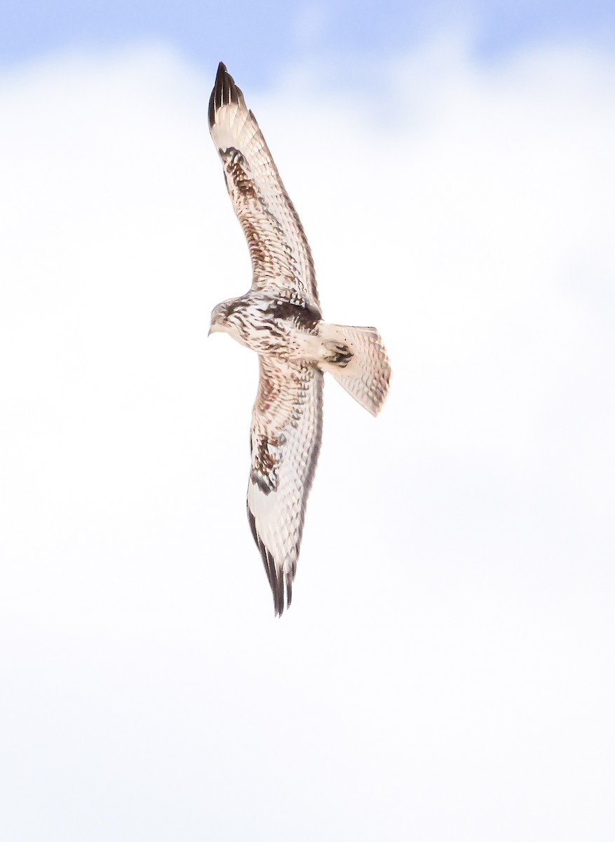 Common Buzzard - ML645703805