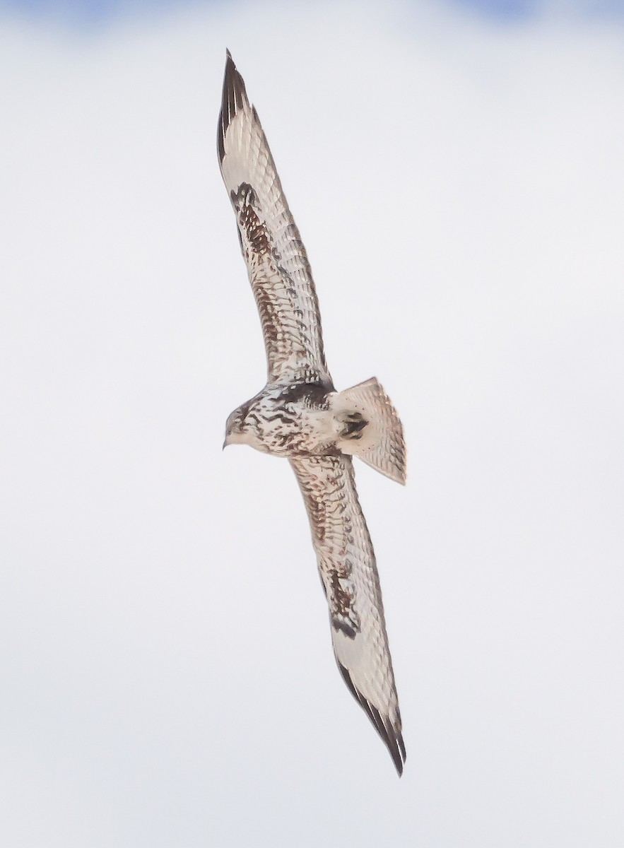 Common Buzzard - ML645703806