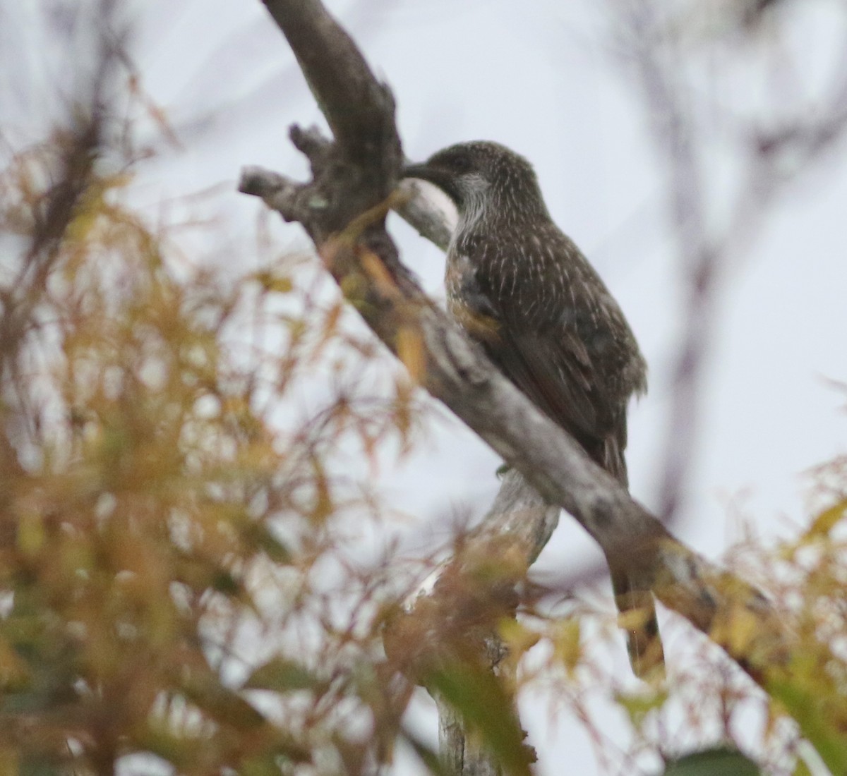 Little Wattlebird - ML645703807