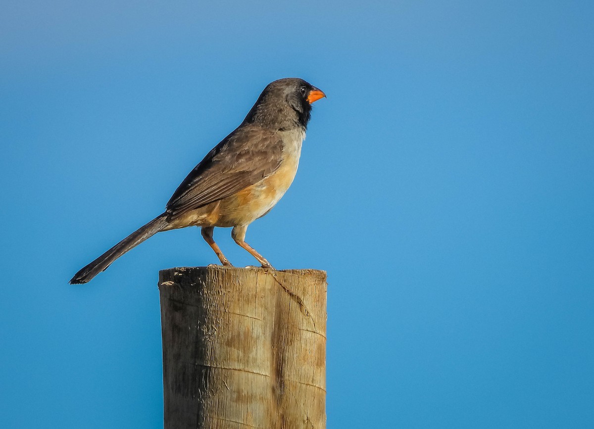 Black-throated Saltator - ML645703808