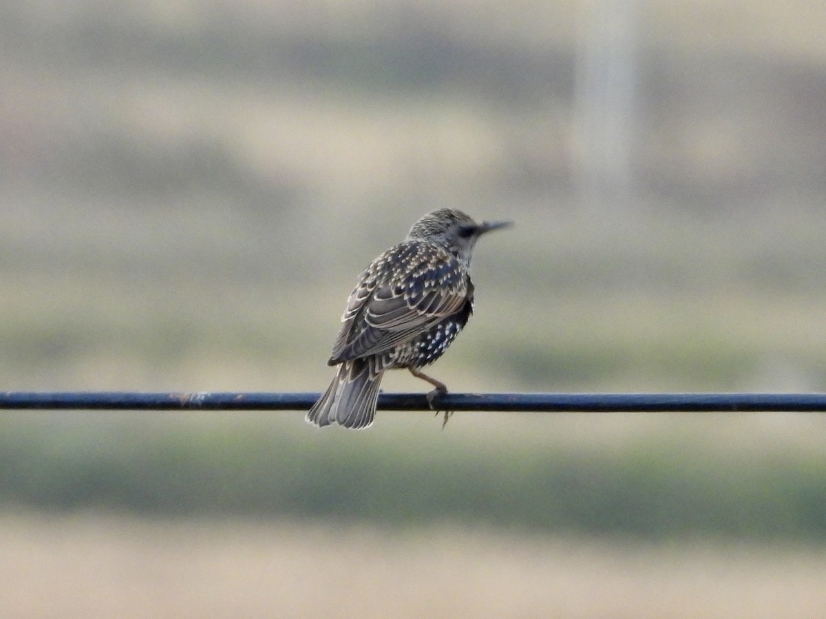 European Starling - ML645703809