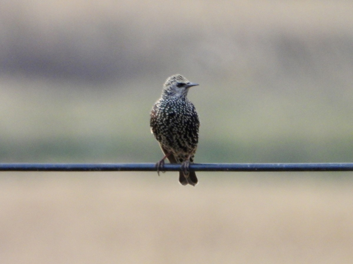 European Starling - ML645703810
